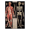 Affiche Anatomie - Cavallini