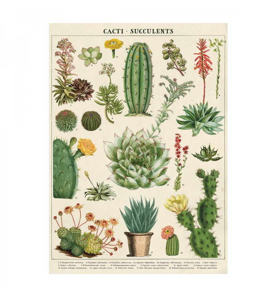 Affiche Poster Art Print Plante Grasses Cactus Serpent Echinocactus Rameaux