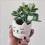 Mini pot pour plante chat - Sass & Belle