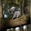 Peluche Koala avec bébé- Animigos