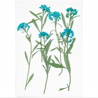 Fleurs pressées Alysson Maritime Bleu - Rico Design