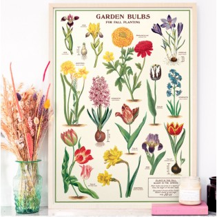 Affiche Bulbes du Jardin - Cavallini & Co