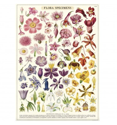 Affiche fleurs arc-en-ciel - Cavallini & Co