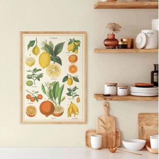 Affiche Citrons - Cavallini & Co