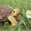 Eugy puzzle Tortue de terre 3D en carton