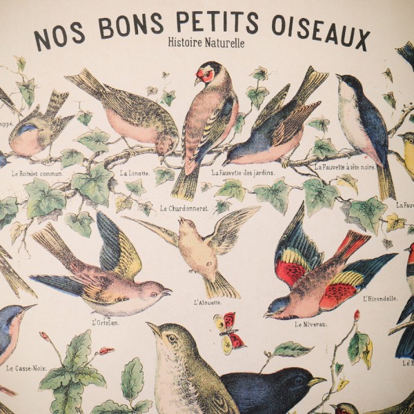 Affiche Oiseaux Rétro Vintage